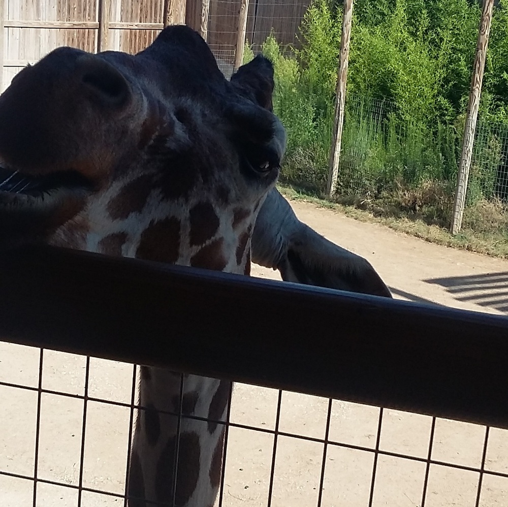 Meet your Posher, Georgiann